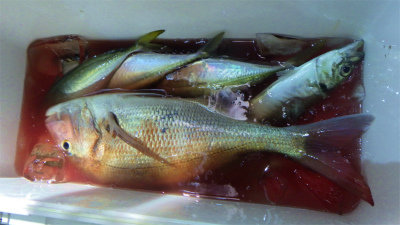 マダイ・アジ(マアジ)