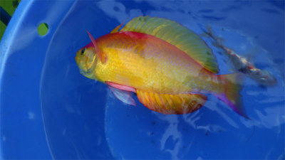 シキシマハナダイ