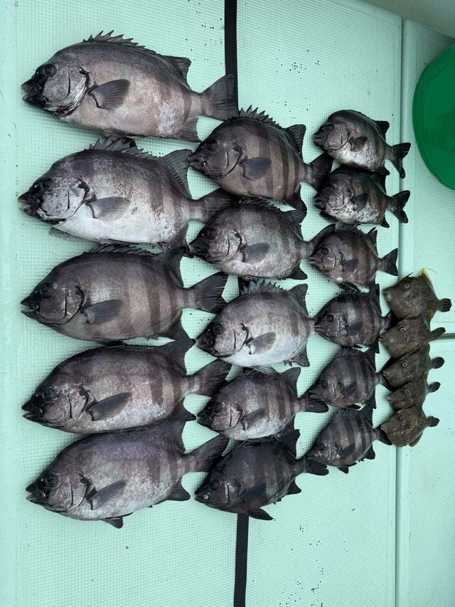 イシダイ・カワハギ