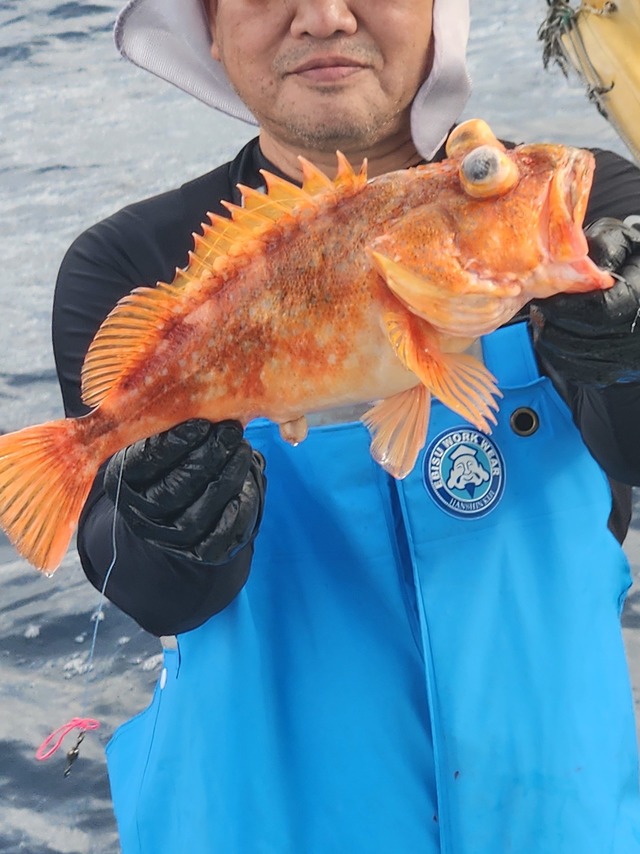 ウッカリカサゴ