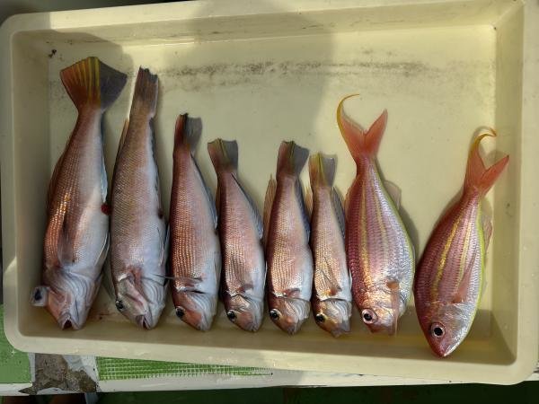 アマダイ(アカアマダイ)