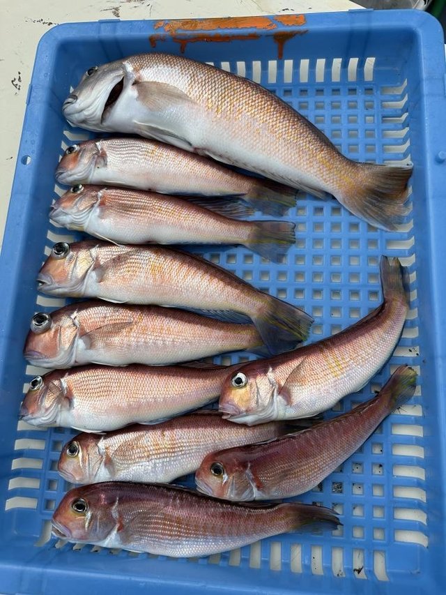 アマダイ(アカアマダイ)