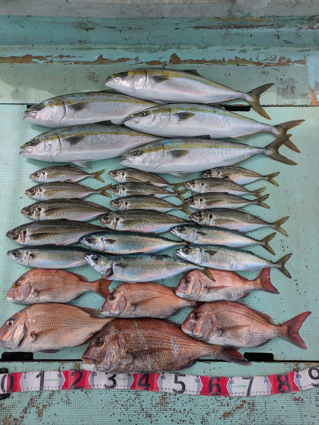 タイ(マダイ)・アジ(マアジ)・メジロ(ブリ)・マサバ