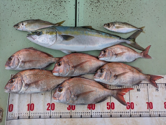 タイ(マダイ)・アジ(マアジ)・メジロ(ブリ)