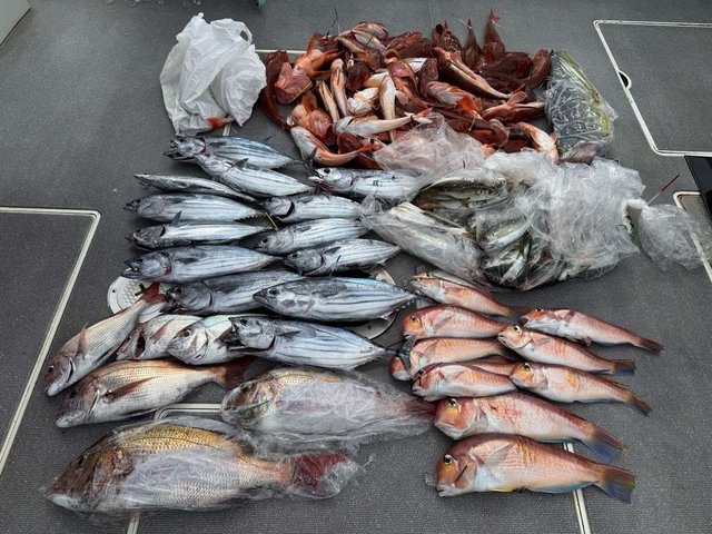 マダイ・アマダイ(アカアマダイ)・カツオ・ホウボウ