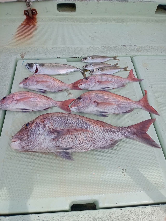 マダイ・サバ(マサバ)