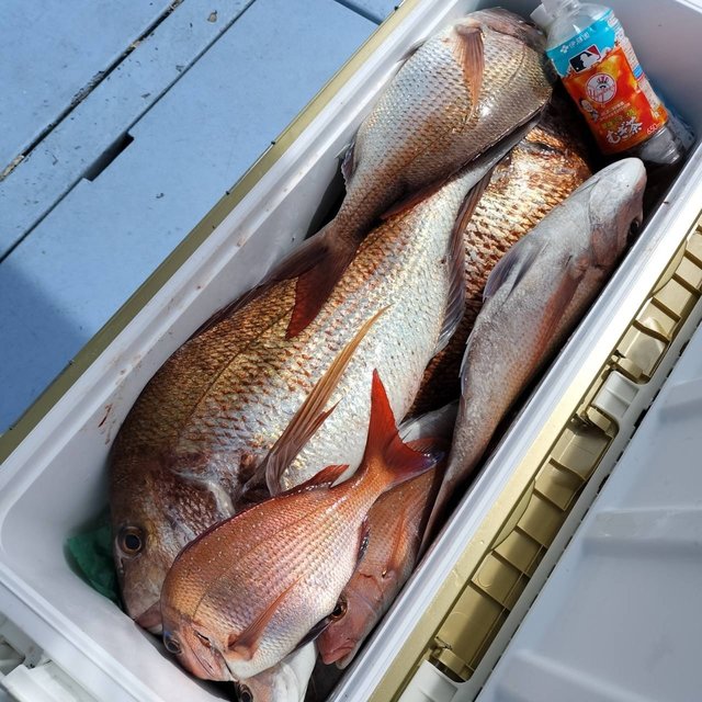 マダイ・ハナダイ(チダイ)