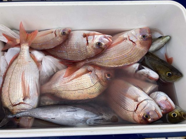 ハナダイ(チダイ)・イサキ・ソーダ(ヒラソウダ)