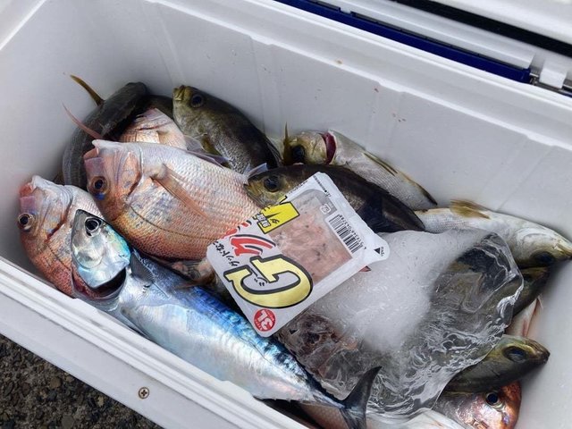 ハナダイ(チダイ)・イサキ