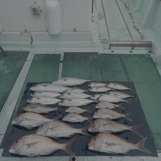 マダイ・マアジ・ツバス(ブリ)・イサキ・マサバ