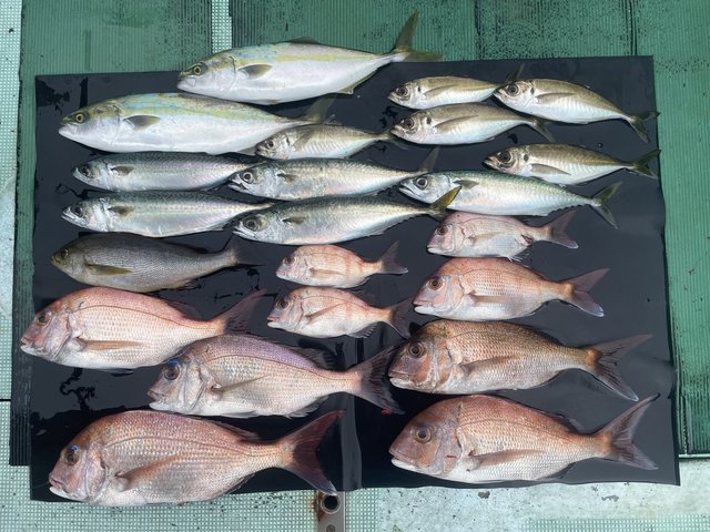 マダイ・マアジ・ツバス(ブリ)・イサキ・マサバ