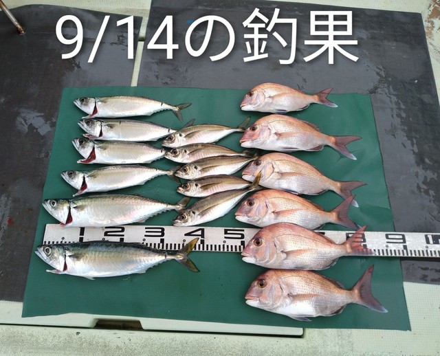 マダイ・マアジ・マサバ