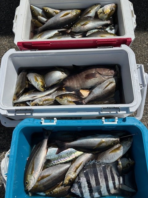 イシダイ・マハタ・イナダ(ブリ)・カンパチ・イサキ・サバ(ゴマサバ)