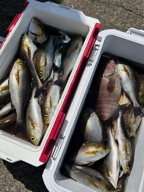 イシダイ・マハタ