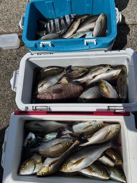 イシダイ・マハタ・イナダ(ブリ)・カンパチ・イサキ・サバ(ゴマサバ)