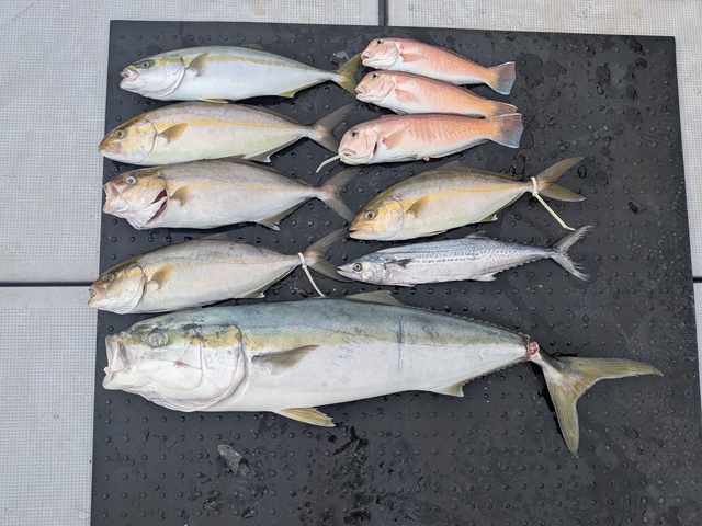 ブリ・カンパチ・シロアマダイ・サワラ