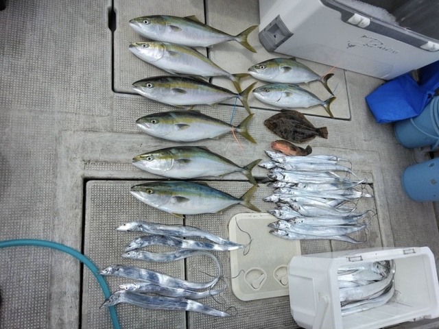 アコウ(キジハタ)・メジロ(ブリ)・タチウオ・ヒラメ