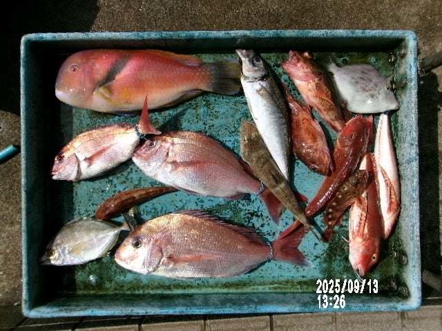 マダイ・アジ(マアジ)・カイワリ・イラ・ホウボウ