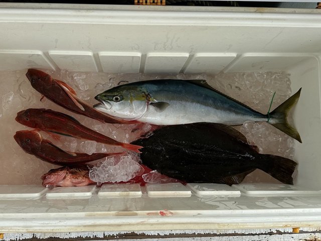 ワカシ(ブリ)・カサゴ・ホウボウ・ヒラメ