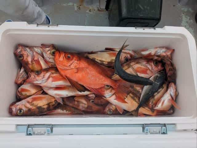 アジ(マアジ)・チカメキントキ・メバル・サバ(ゴマサバ)