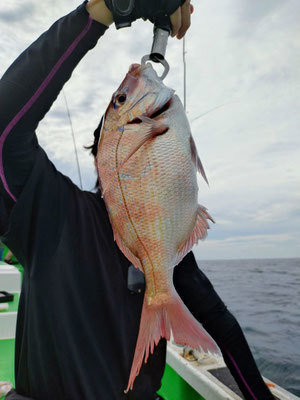 ハナダイ(チダイ)