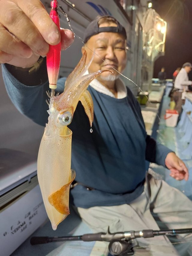 マルイカ(ケンサキイカ)