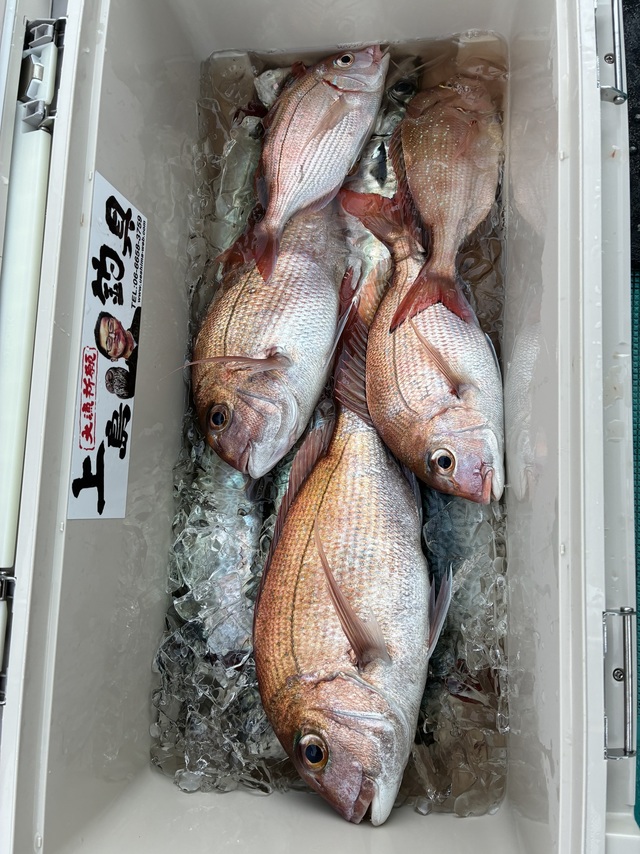 マダイ・チダイ