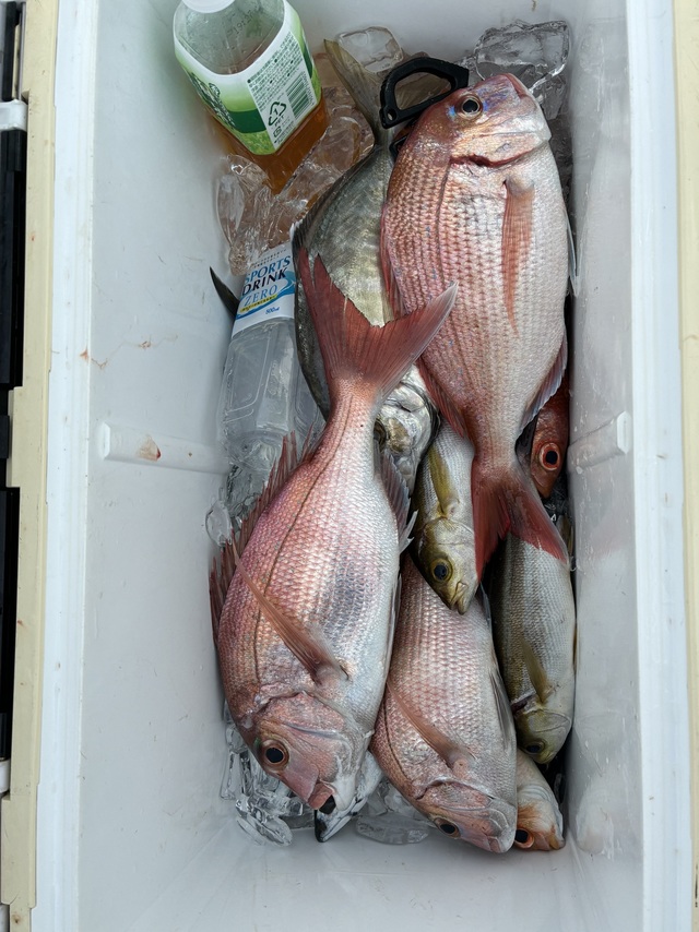 マダイ・チダイ