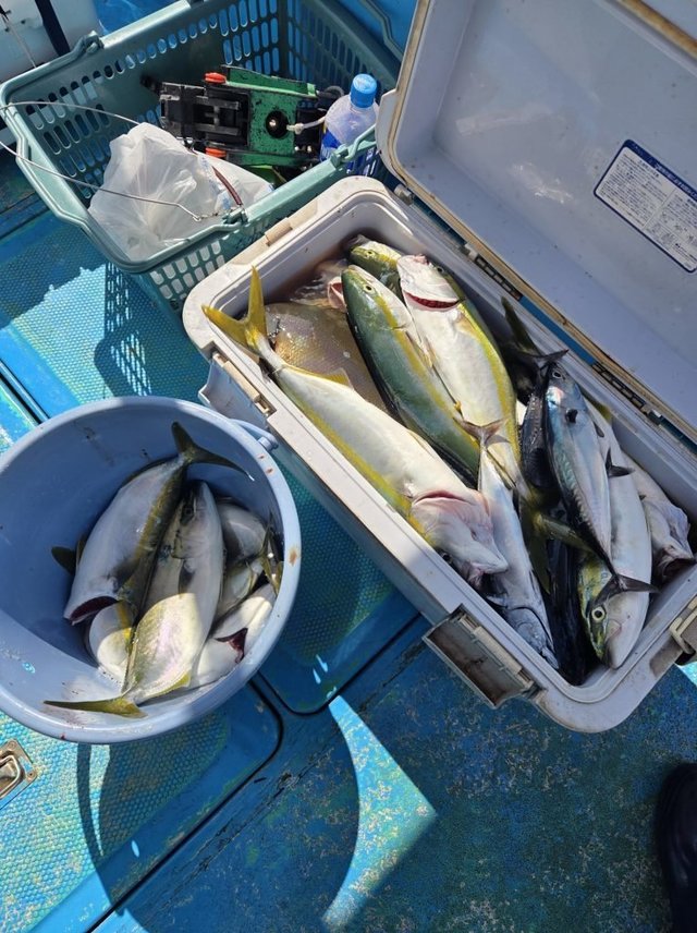 アジ(マアジ)・イナダ(ブリ)・ヒラソウダ・マルソウダ・イナワラ(ブリ)・サバ(ゴマサバ)