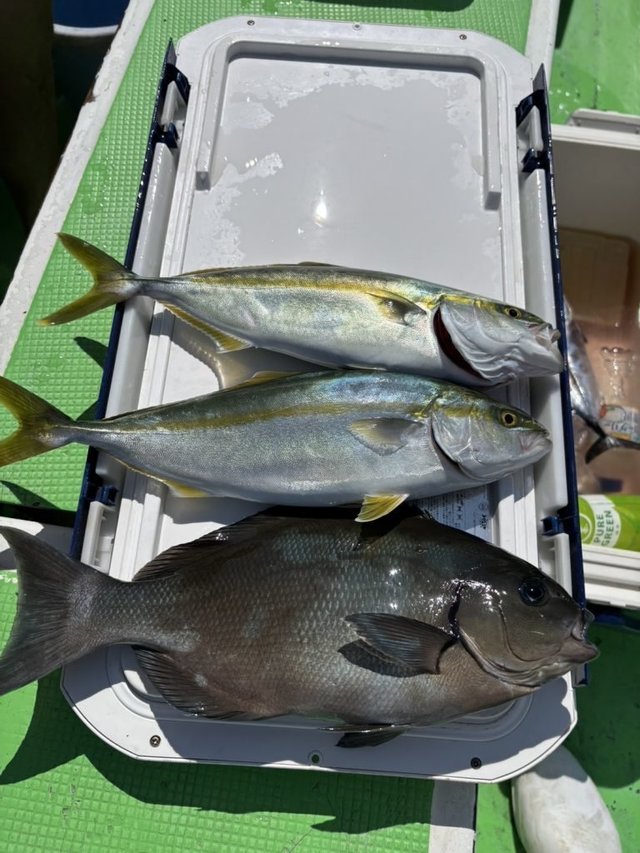 メジナ・イナダ(ブリ)