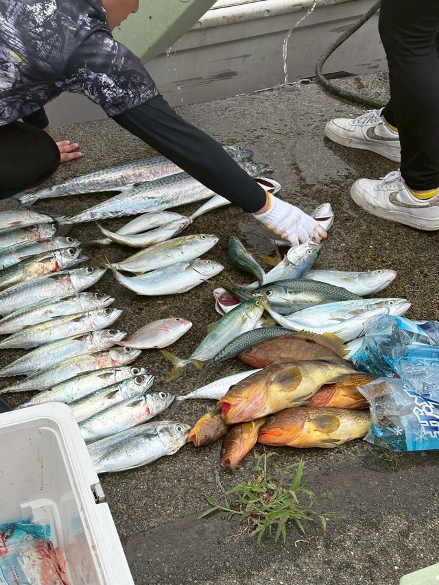 アオハタ・アコウ(キジハタ)・サワラ・サバ(ゴマサバ)