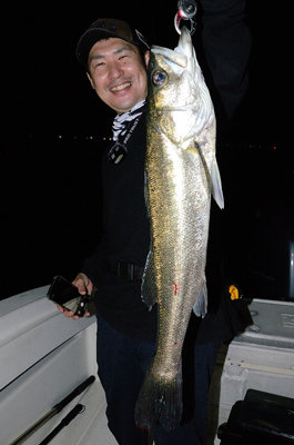 シーバス(スズキ)