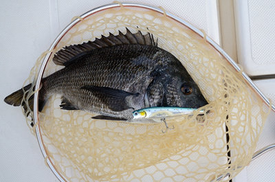 マチヌ(クロダイ)