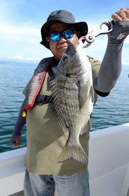 マチヌ(クロダイ)