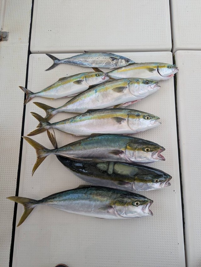 ハマチ(ブリ)・メジロ(ブリ)・サゴシ(サワラ)