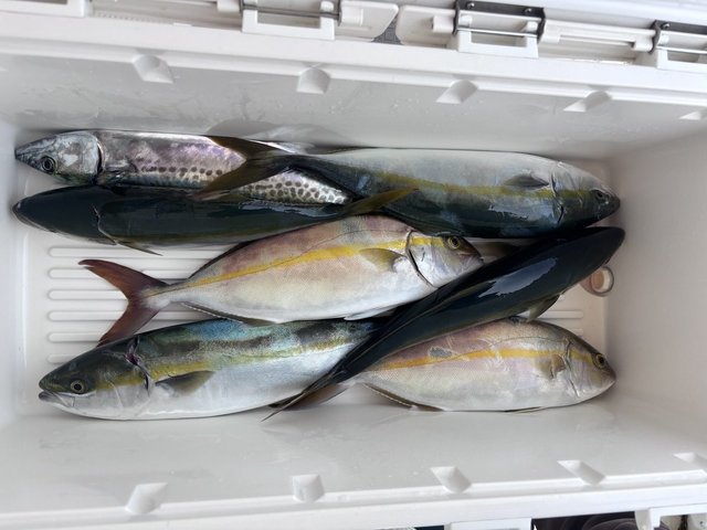 ハマチ(ブリ)・メジロ(ブリ)・シオ(カンパチ)・サゴシ(サワラ)