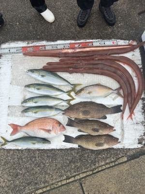 マダイ・オオモンハタ・ハマチ(ブリ)・カンパチ・アカヤガラ