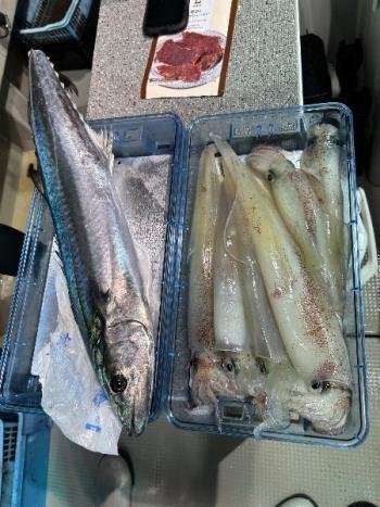 サワラ・マイカ(ケンサキイカ)