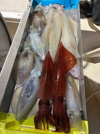 アオリイカ・マイカ(ケンサキイカ)