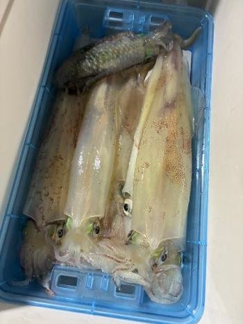 アオリイカ・マイカ(ケンサキイカ)