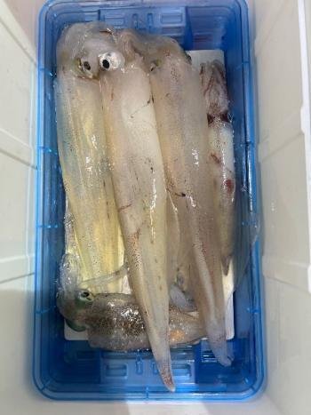 アオリイカ・マイカ(ケンサキイカ)