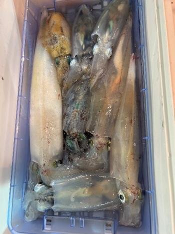 アオリイカ・マイカ(ケンサキイカ)