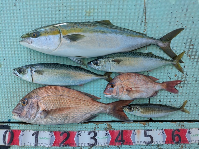 タイ(マダイ)・アジ(マアジ)・メジロ(ブリ)・マサバ