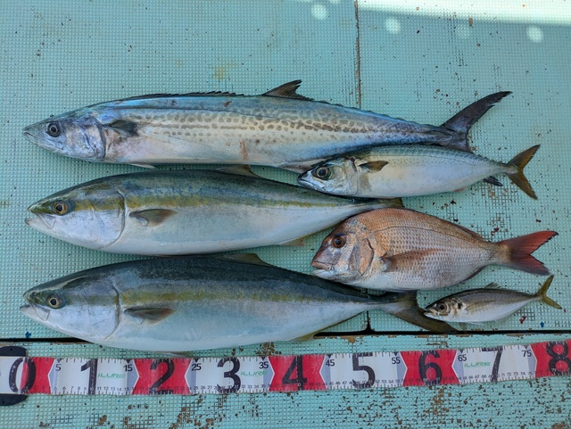 タイ(マダイ)・アジ(マアジ)・メジロ(ブリ)・マサバ・サワラ