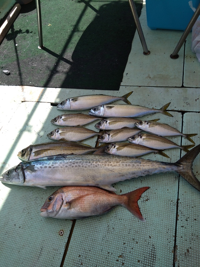 タイ(マダイ)・アジ(マアジ)・サバ(マサバ)・サワラ