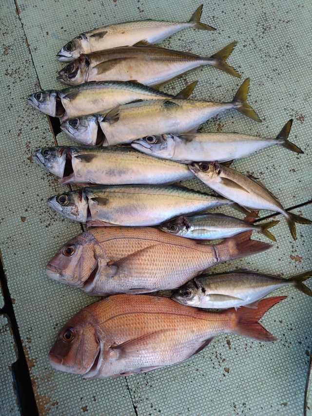 タイ(マダイ)・アジ(マアジ)・サバ(マサバ)