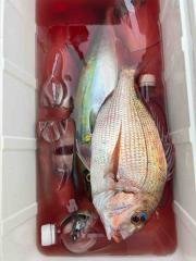 マダイ・イナダ(ブリ)