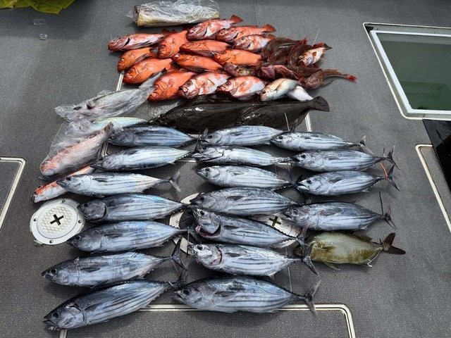 アマダイ(アカアマダイ)・チカメキントキ・カツー(カツオ)・ホウボウ・ヒラメ