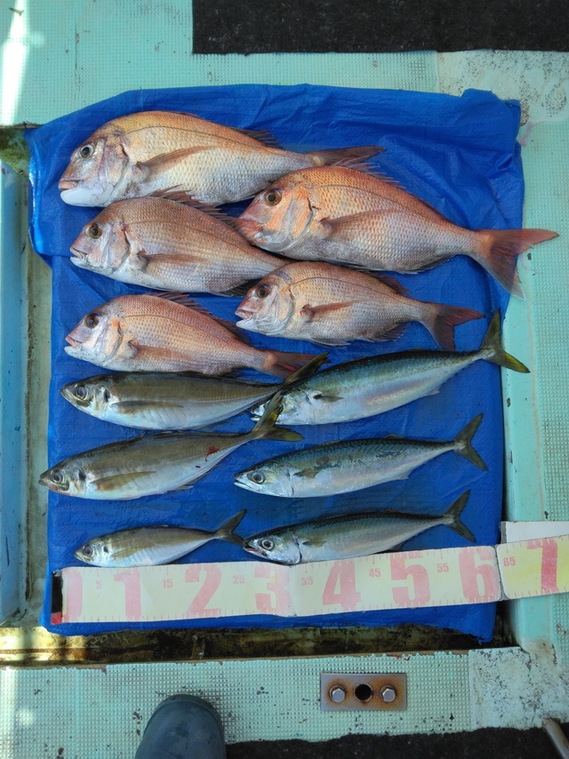 マダイ・マアジ・マサバ