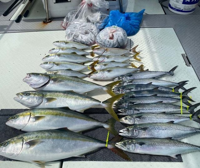 ハマチ(ブリ)・サワラ・タチ(タチウオ)